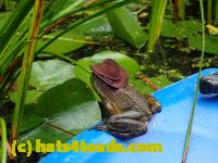 /home//u458753944/public_html/sourcegallery//////Frogs/More bullfrogs/P9060130.JPG